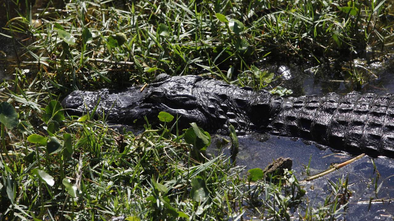 Ein Alligator schwimmt in St. Petersburg, Florida (USA) im Sawgrass Lake Park durch das seichte Wasser.