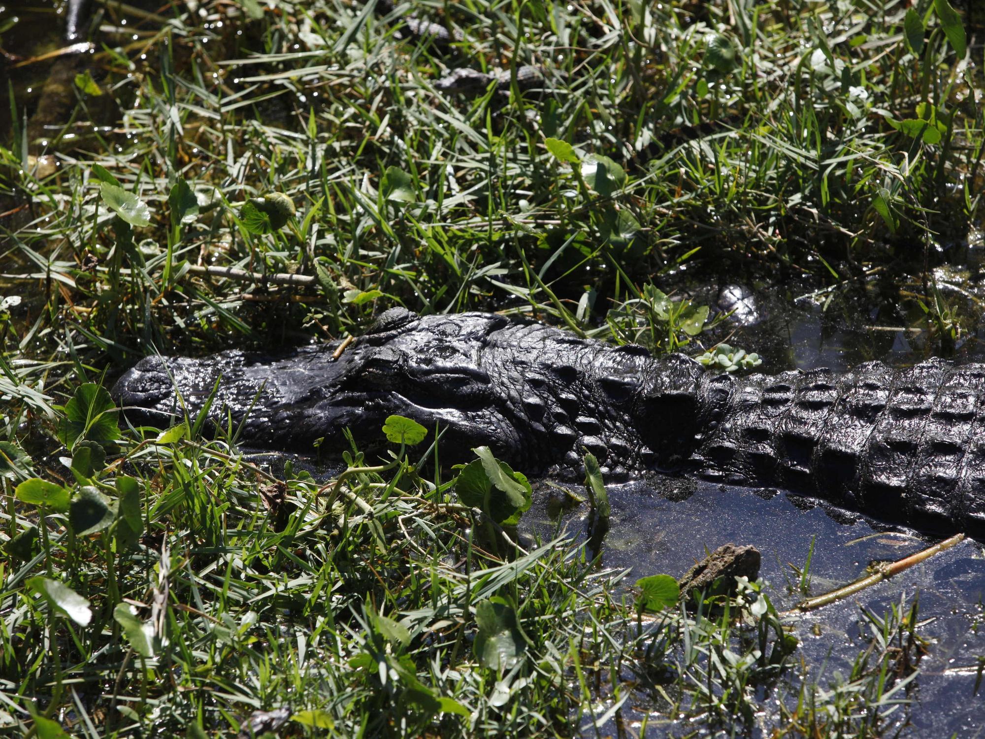 Ein Alligator schwimmt in St. Petersburg, Florida (USA) im Sawgrass Lake Park durch das seichte Wasser.