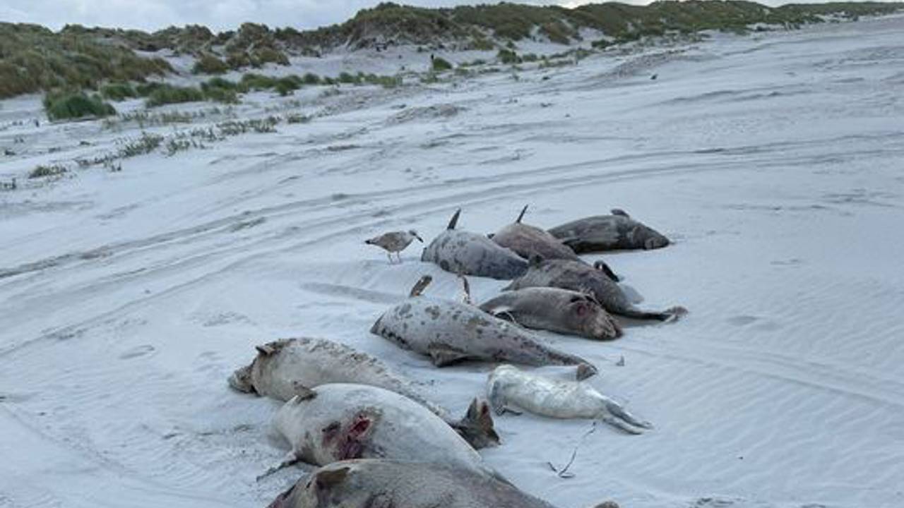 Gestrandete Schweinswale auf Ameland.