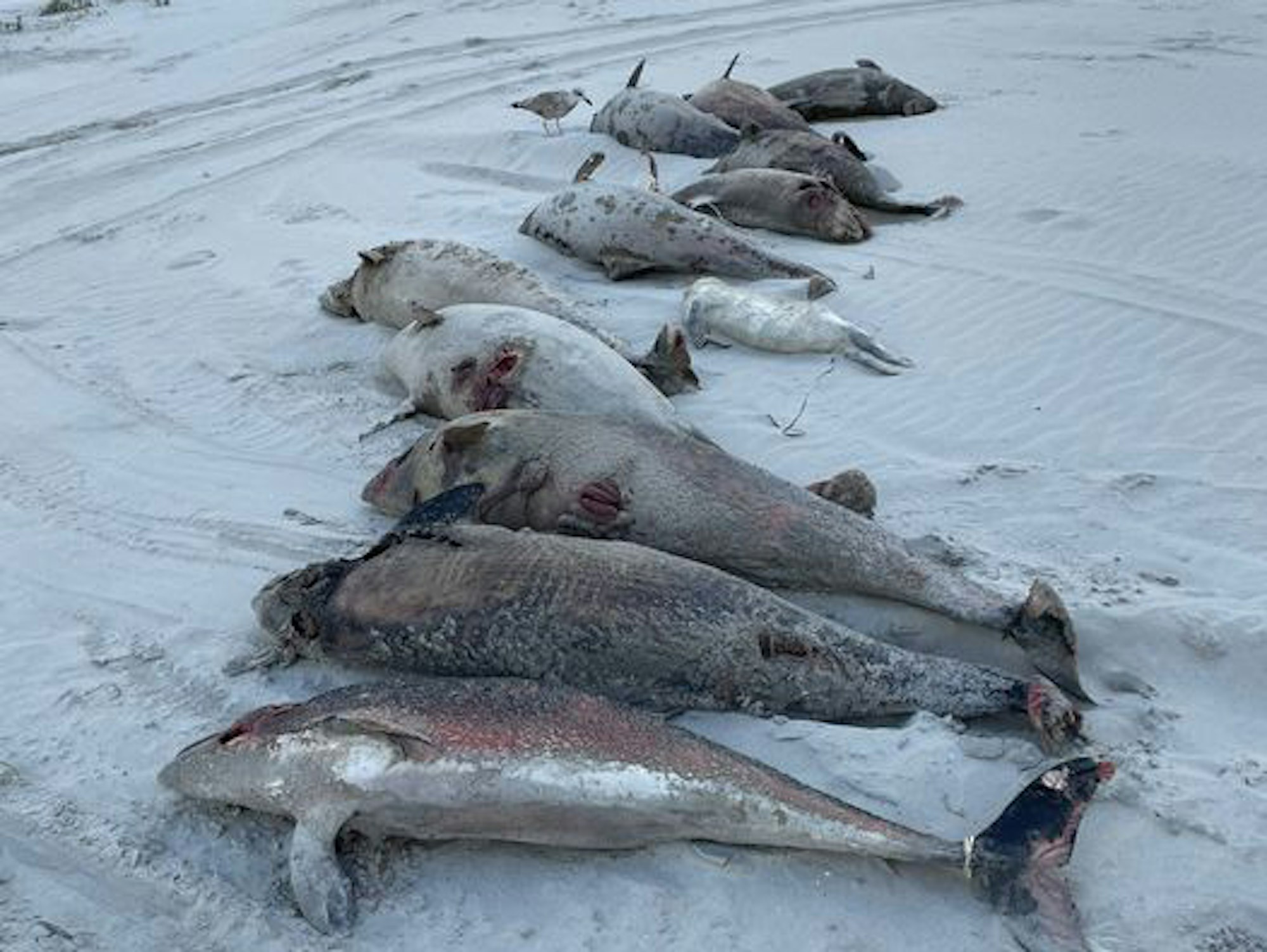 Gestrandete Schweinswale auf Ameland.