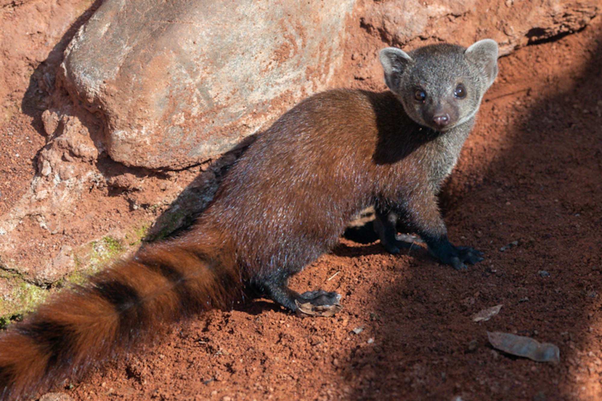 Ein Mungo auf brauner Erde schau in die Fotokamera.