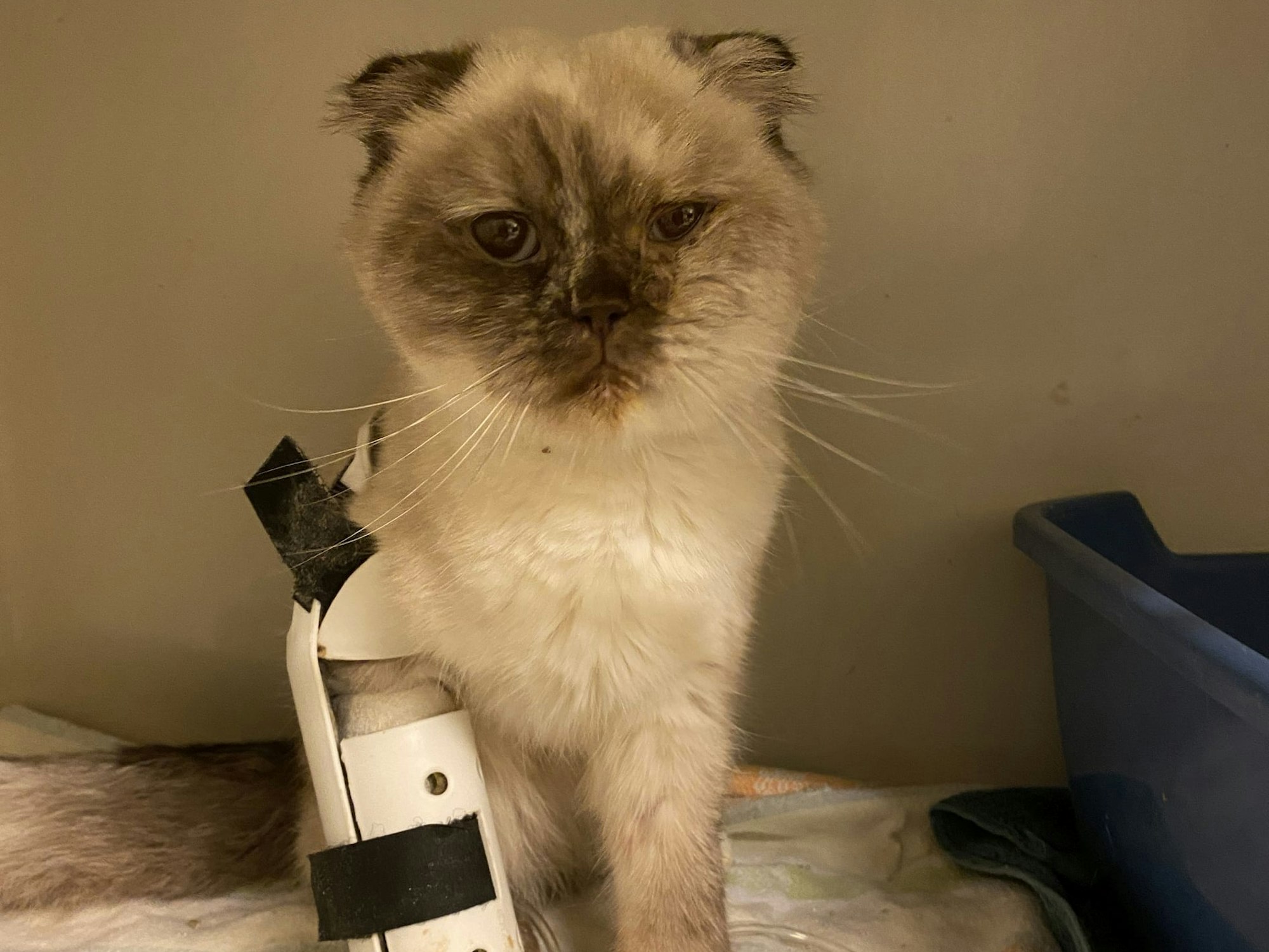 Eine sichtlich angeschlagene Katze mit einem Bein in einer Schiene.