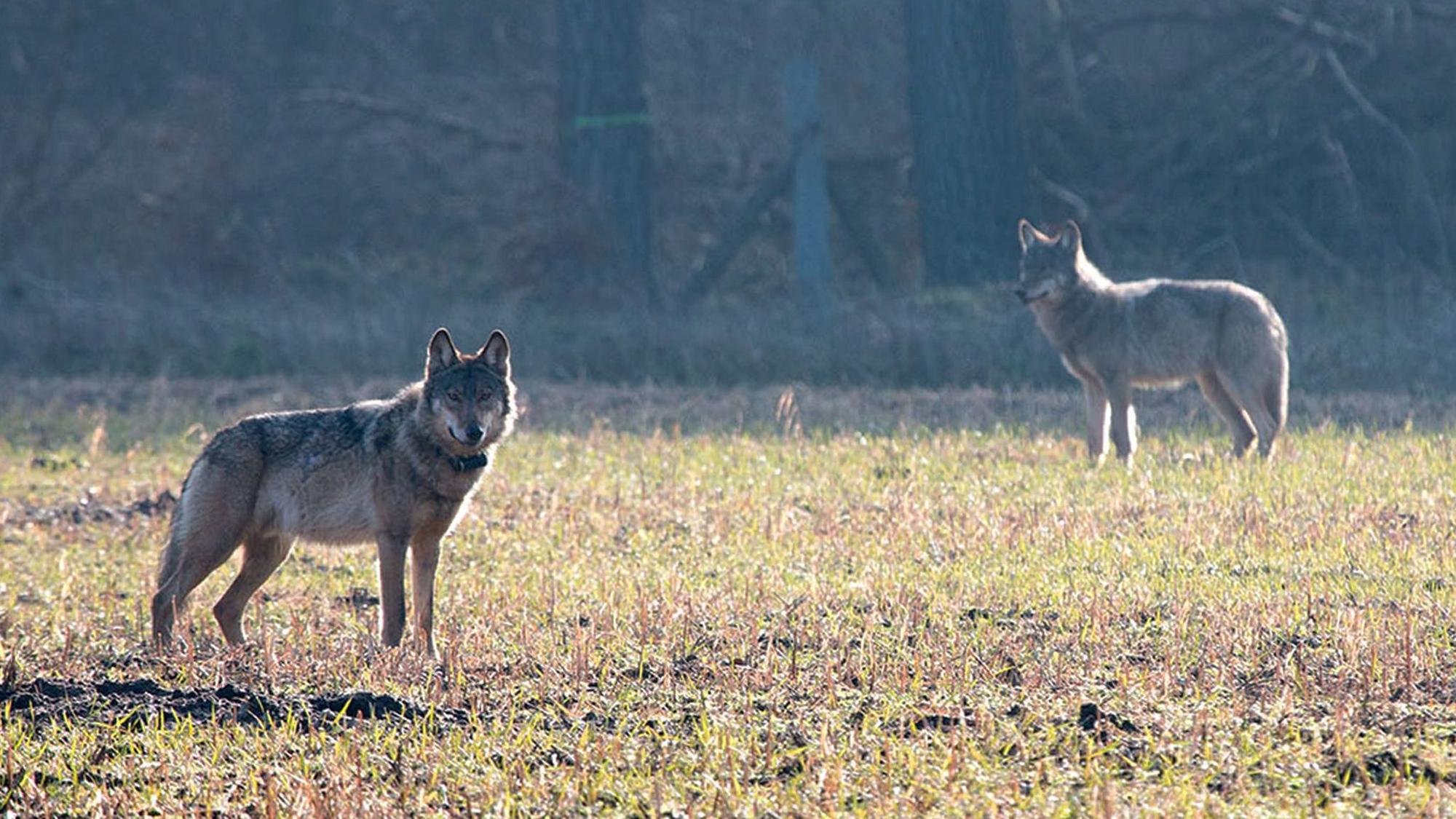 Nach einem Riss durch einen Wolf (hier ein Archivfoto von einem Wolf in Münster von 2016) hat ein Landwirt zu einer drastischen Maßnahme gegriffen.