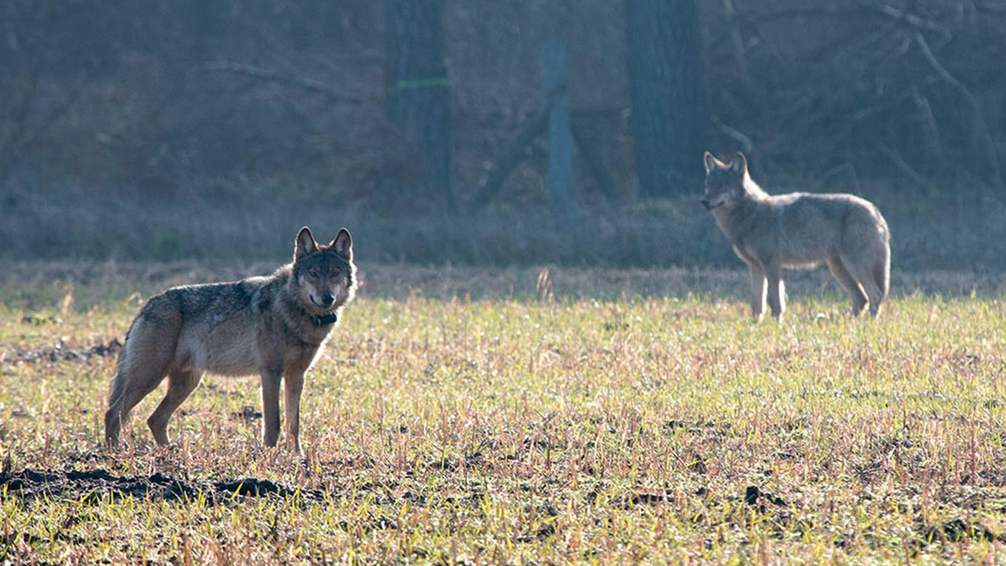 Nach einem Riss durch einen Wolf (hier ein Archivfoto von einem Wolf in Münster von 2016) hat ein Landwirt zu einer drastischen Maßnahme gegriffen.