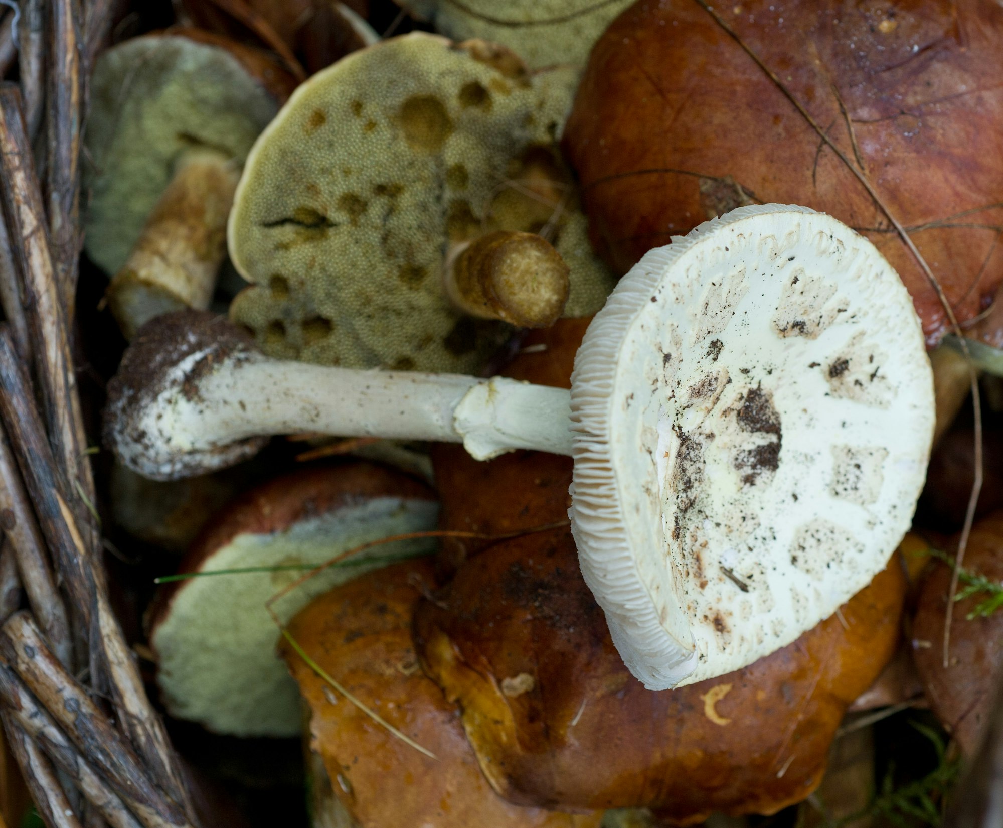 Ein Pilzkorb mit Maronen-Röhrlingen und einem giftigen Knollenblätterpilz steht in einem Wald.