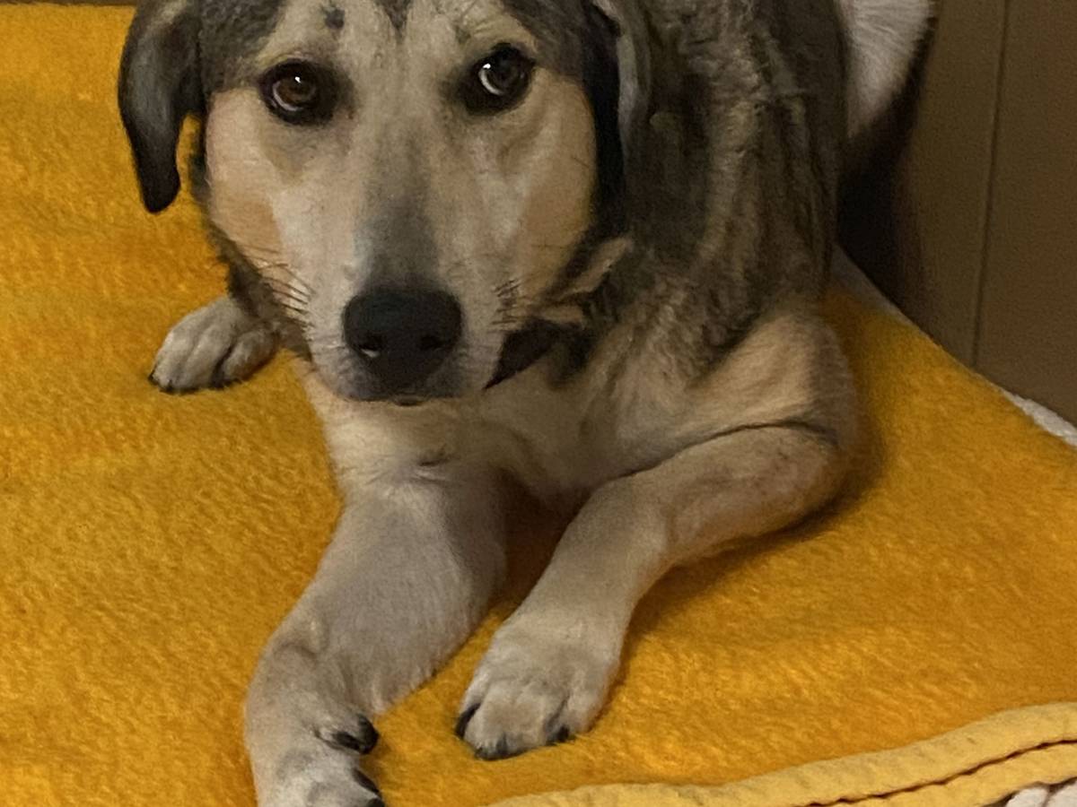 Ein Hund liegt auf einer Decke.