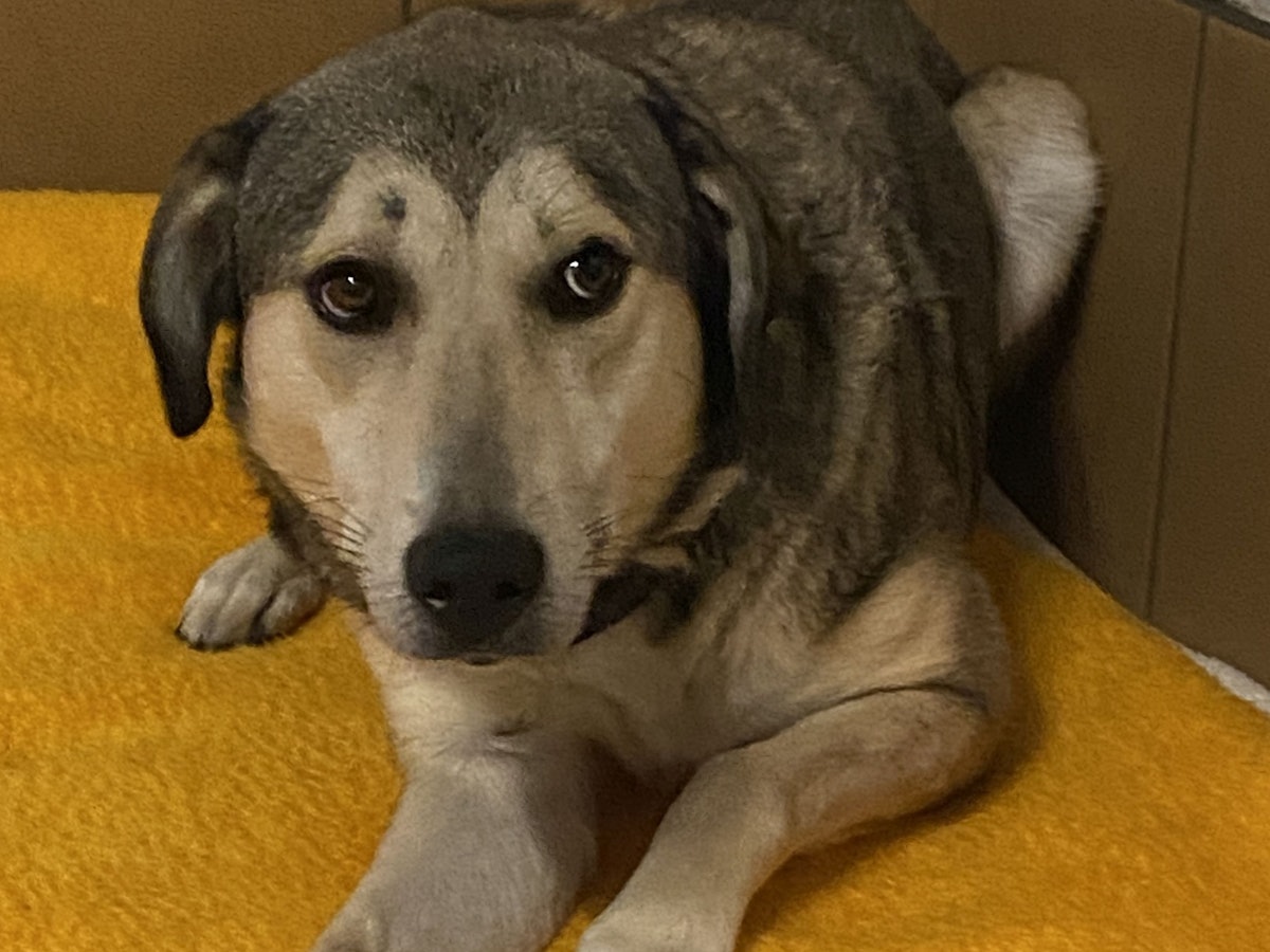 Ein Hund liegt auf einer Decke.