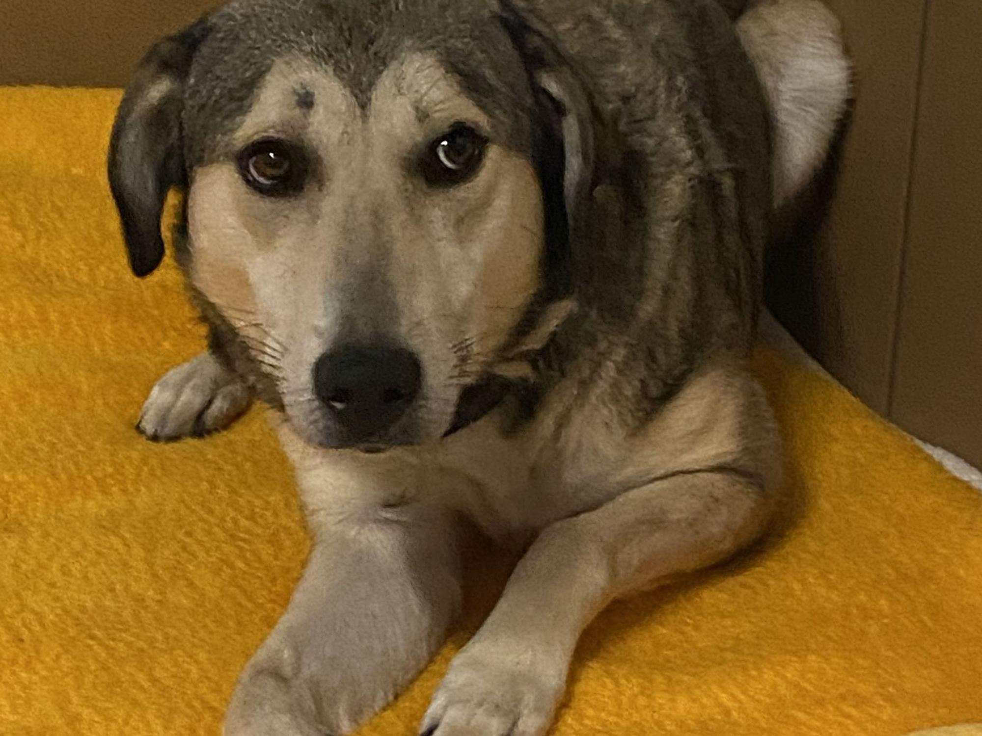 Ein Hund liegt auf einer Decke.