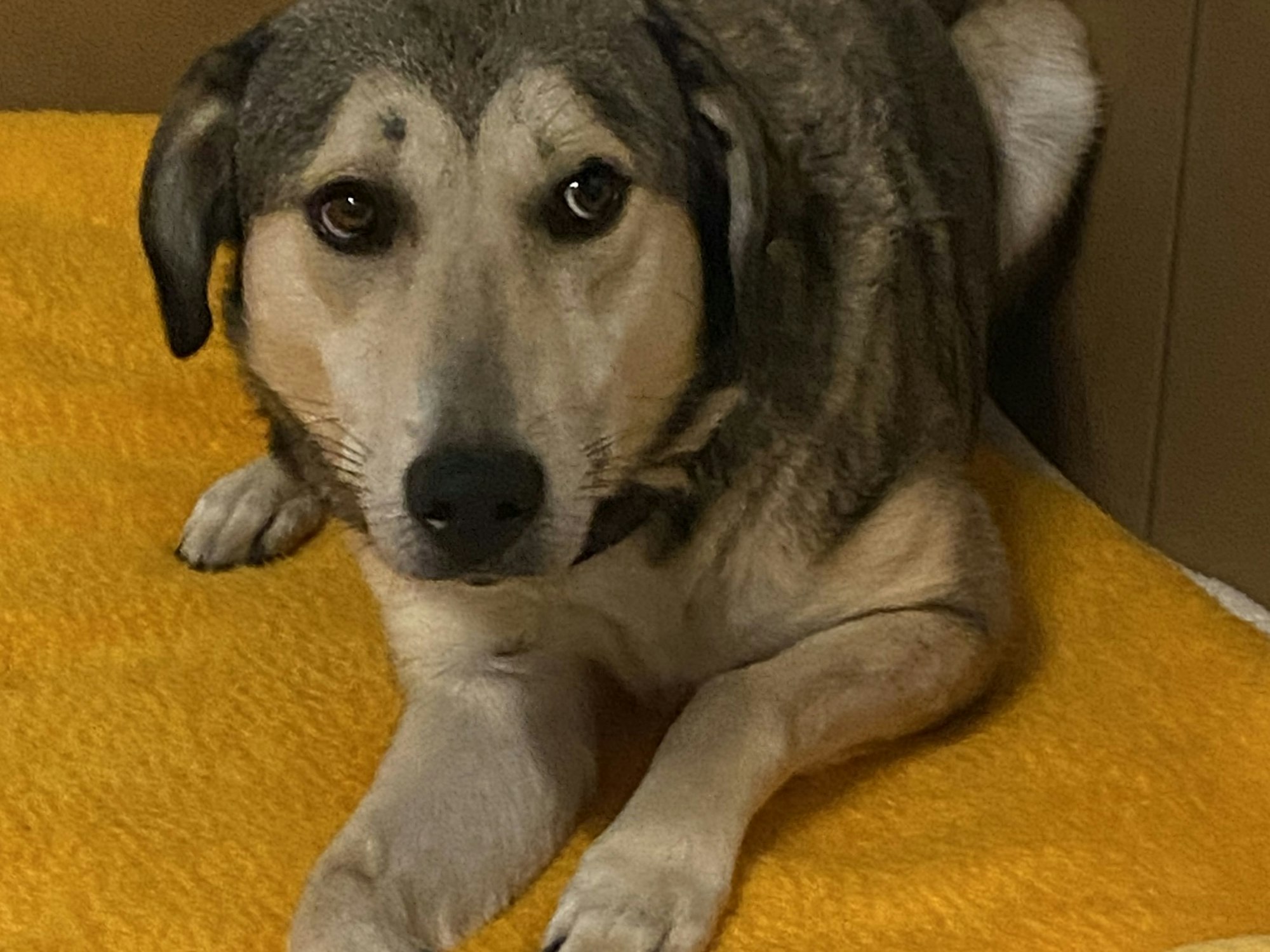 Ein Hund liegt auf einer Decke.