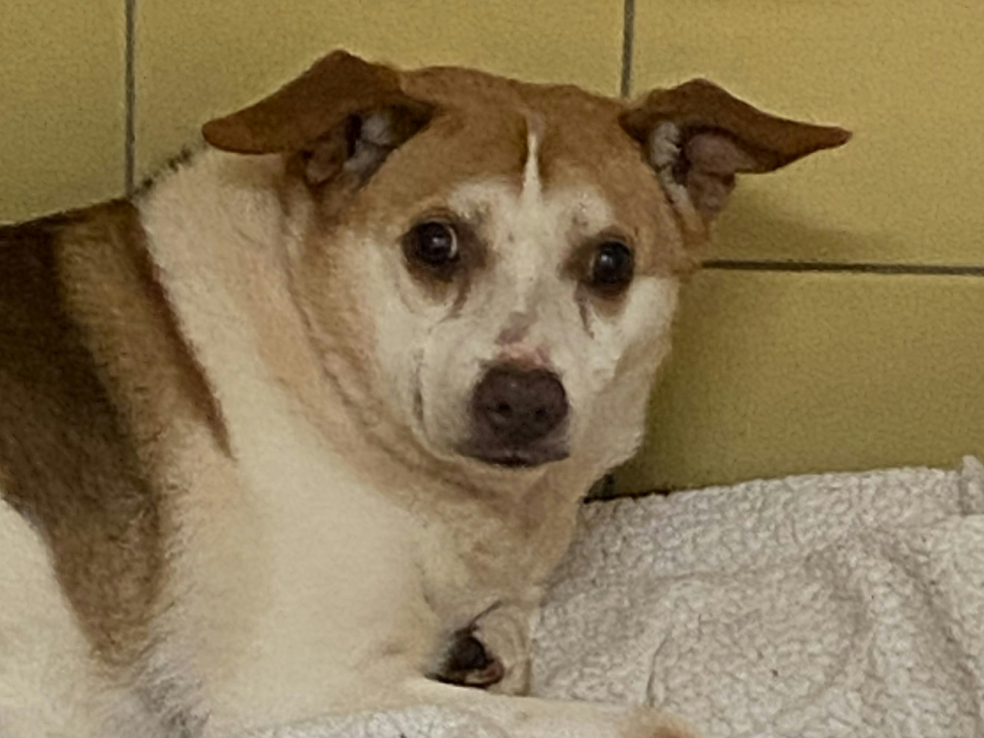 Ein Hund liegt auf einer Decke und guckt verängstigt.