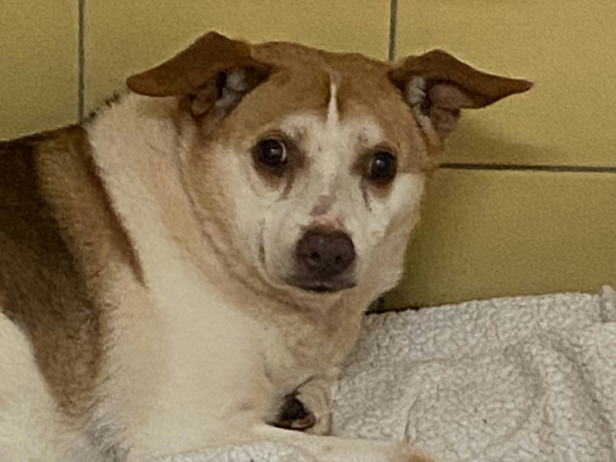 Ein Hund liegt auf einer Decke und guckt verängstigt.