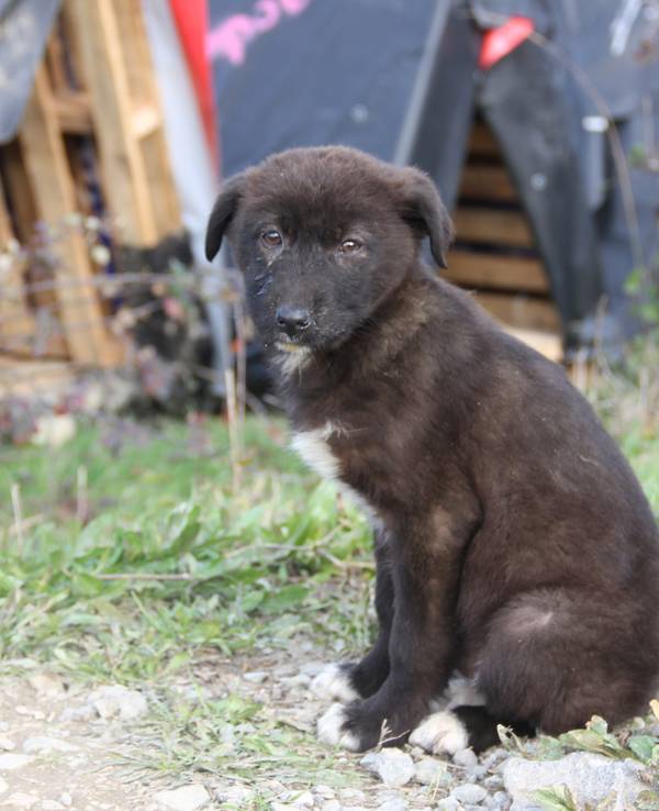 Was tun, wenn man beim Reisen Tiere findet, die Hilfe brauchen? Hier kommen die wichtigsten Tipps für den Tierschutz im Urlaub.