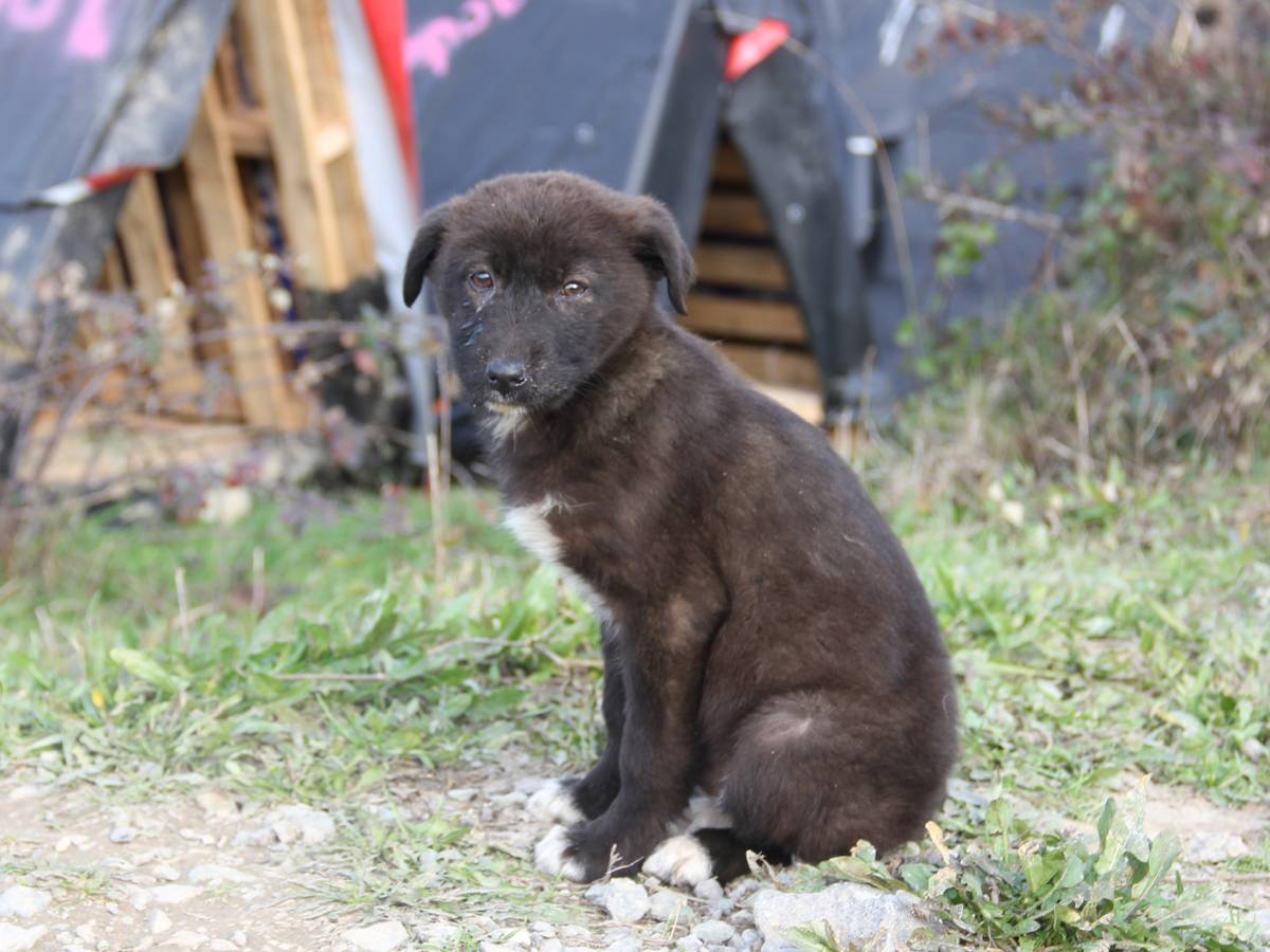 Was tun, wenn man beim Reisen Tiere findet, die Hilfe brauchen? Hier kommen die wichtigsten Tipps für den Tierschutz im Urlaub.