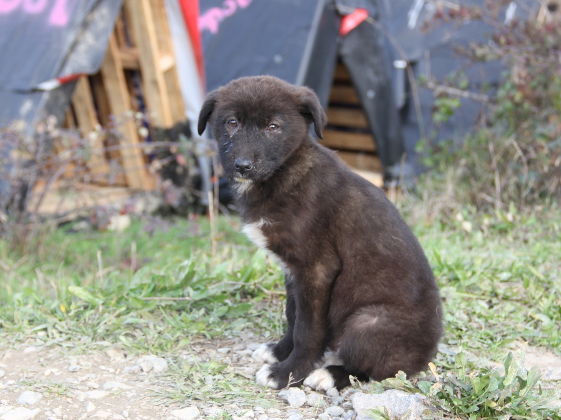 Was tun, wenn man beim Reisen Tiere findet, die Hilfe brauchen? Hier kommen die wichtigsten Tipps für den Tierschutz im Urlaub.