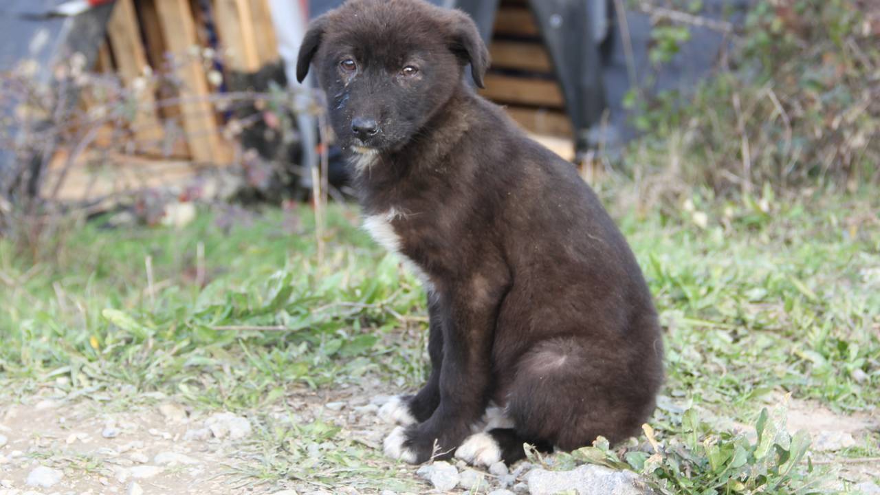 Was tun, wenn man beim Reisen Tiere findet, die Hilfe brauchen? Hier kommen die wichtigsten Tipps für den Tierschutz im Urlaub.
