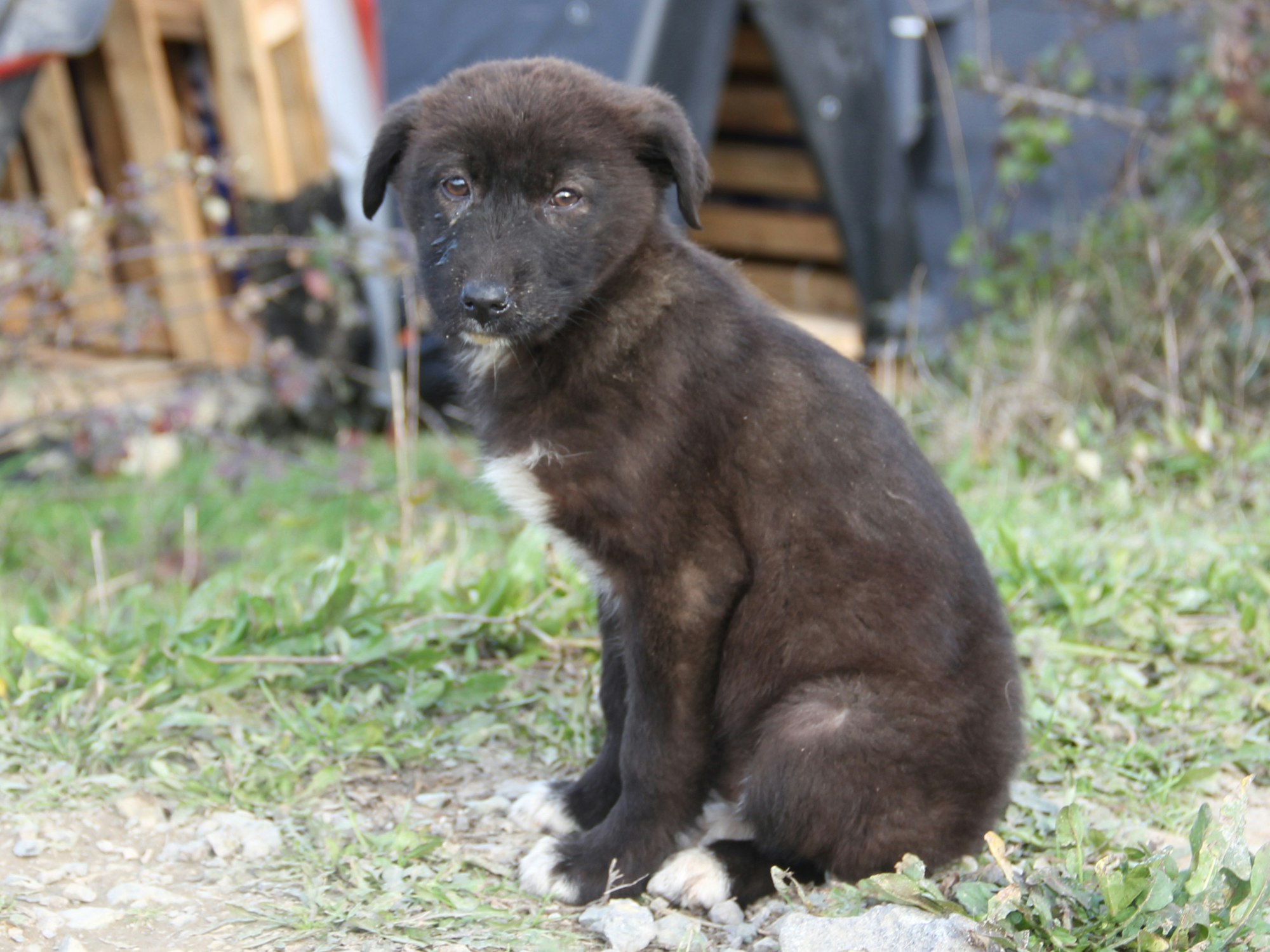 Was tun, wenn man beim Reisen Tiere findet, die Hilfe brauchen? Hier kommen die wichtigsten Tipps für den Tierschutz im Urlaub.