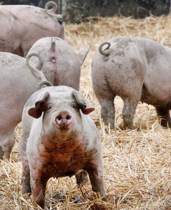 Ruhrtaler Freilandschweine stehen in ihrem Freigehege. Die Verfasser des „Fleischatlas“ wollen eine einheitliche Tierwohl-Kennzeichnung in der EU.
