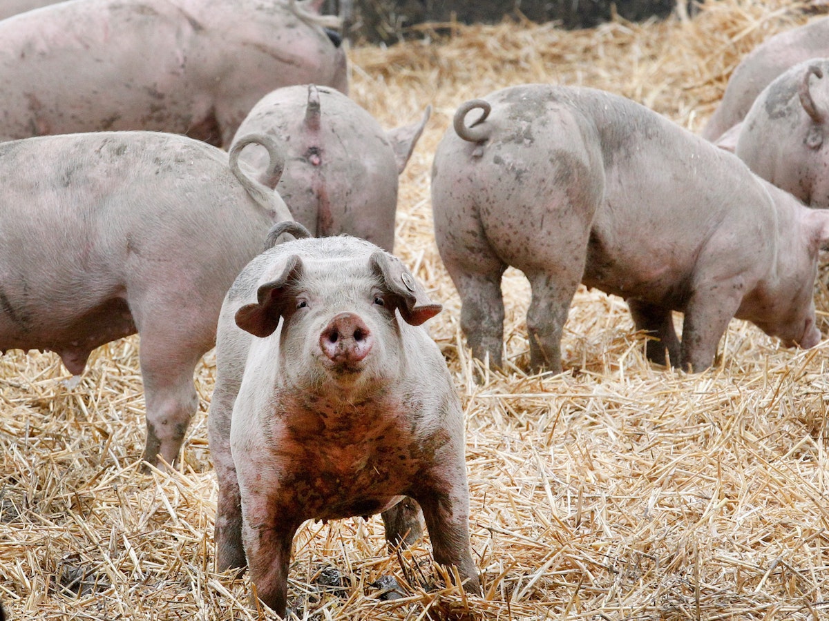 Ruhrtaler Freilandschweine stehen in ihrem Freigehege. Die Verfasser des „Fleischatlas“ wollen eine einheitliche Tierwohl-Kennzeichnung in der EU.