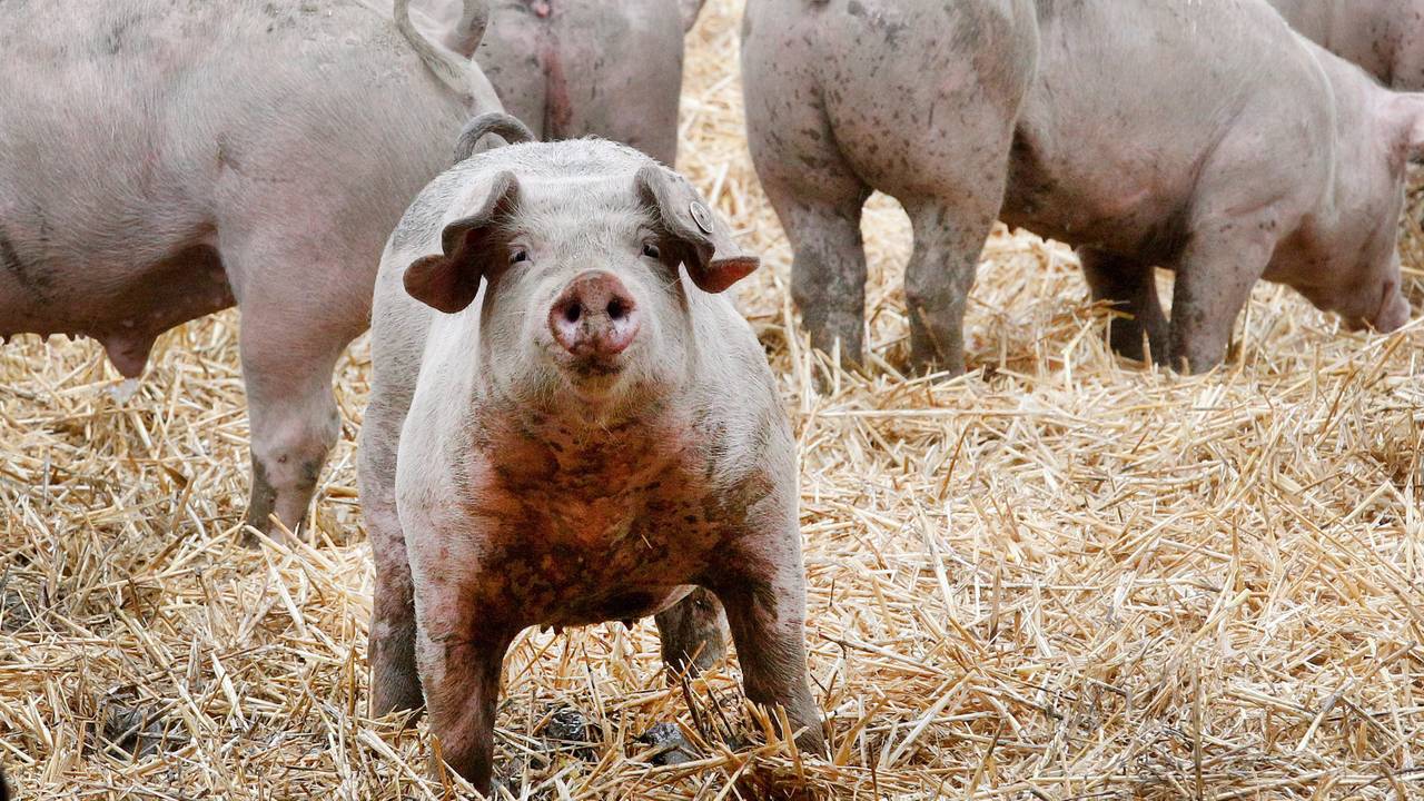 Ruhrtaler Freilandschweine stehen in ihrem Freigehege. Die Verfasser des „Fleischatlas“ wollen eine einheitliche Tierwohl-Kennzeichnung in der EU.