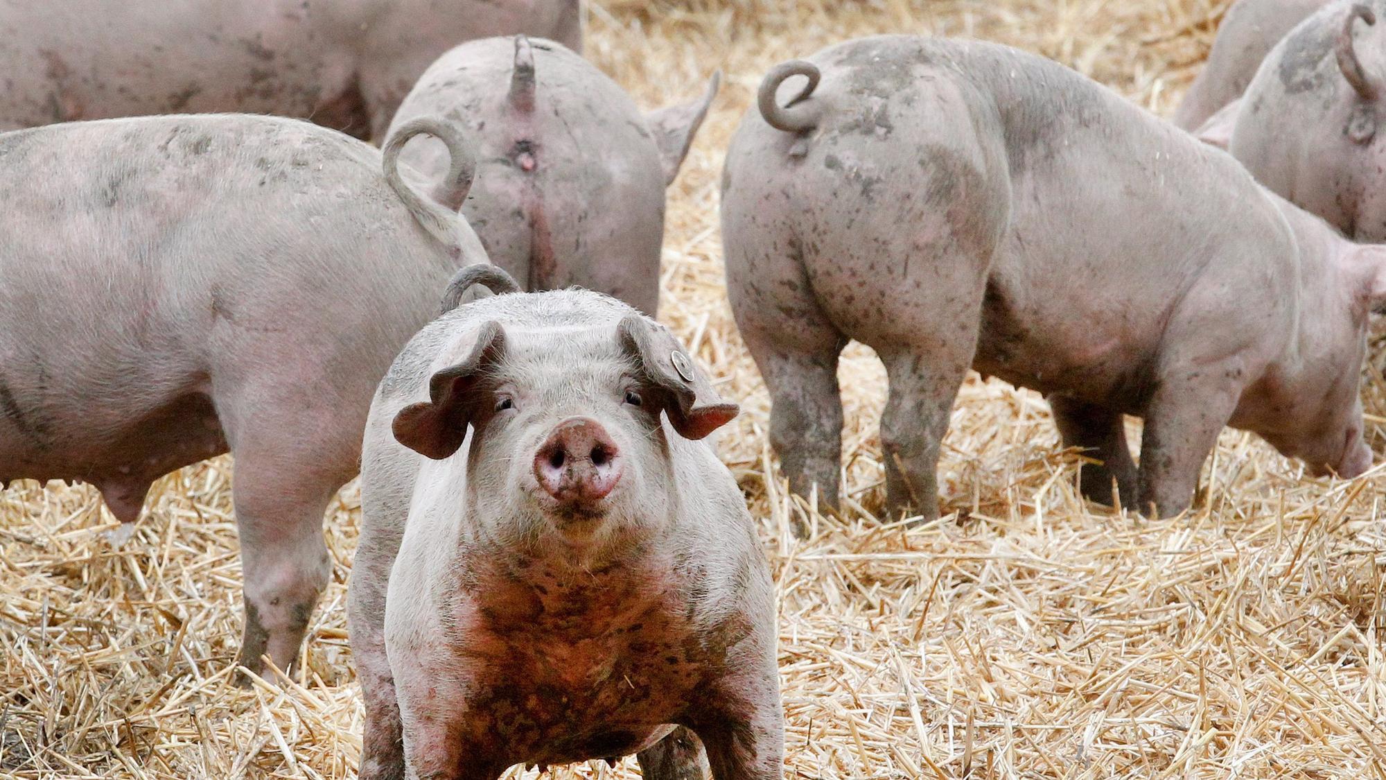 Ruhrtaler Freilandschweine stehen in ihrem Freigehege. Die Verfasser des „Fleischatlas“ wollen eine einheitliche Tierwohl-Kennzeichnung in der EU.