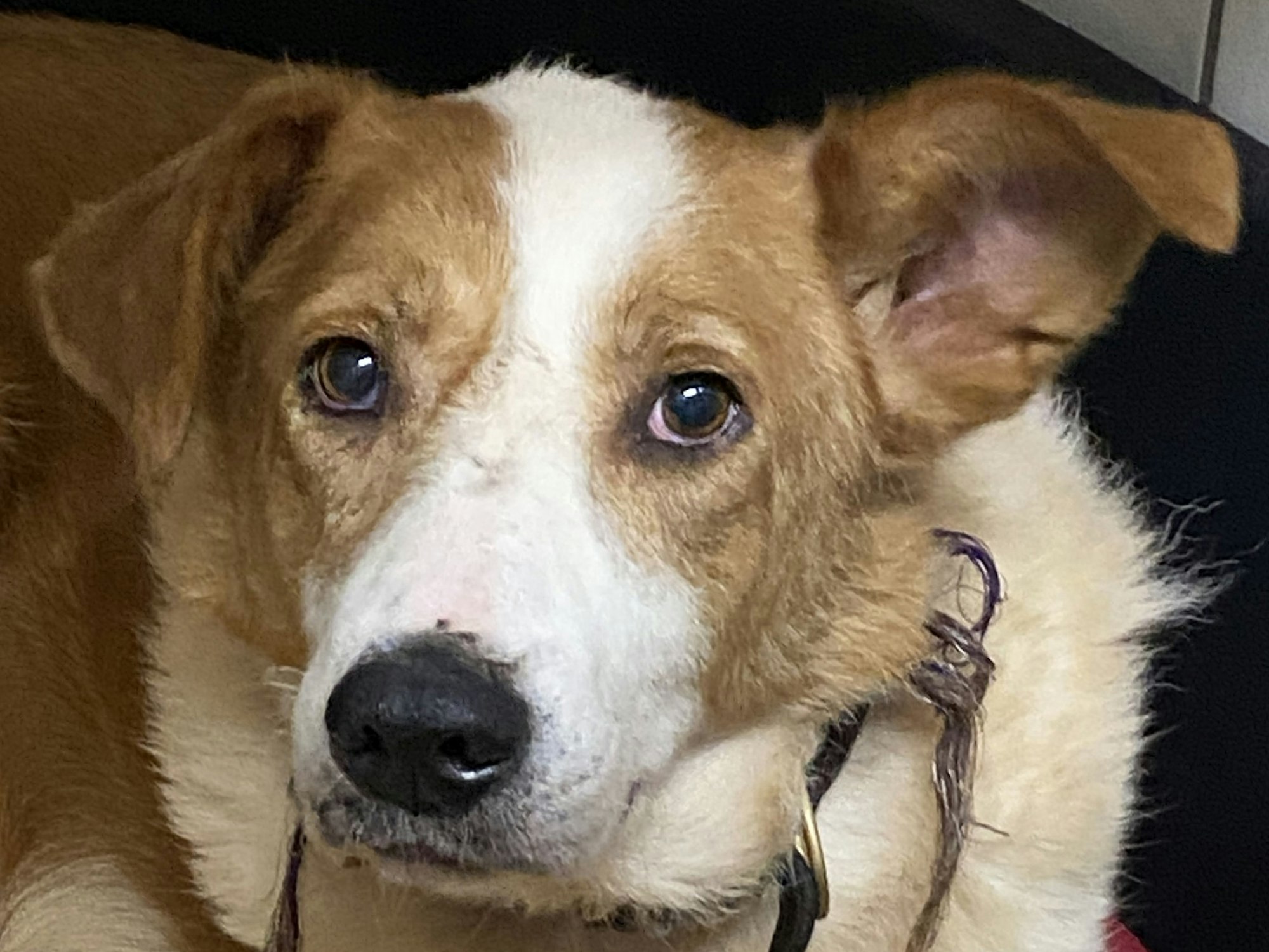 Ein Hund guckt in die Kamera.