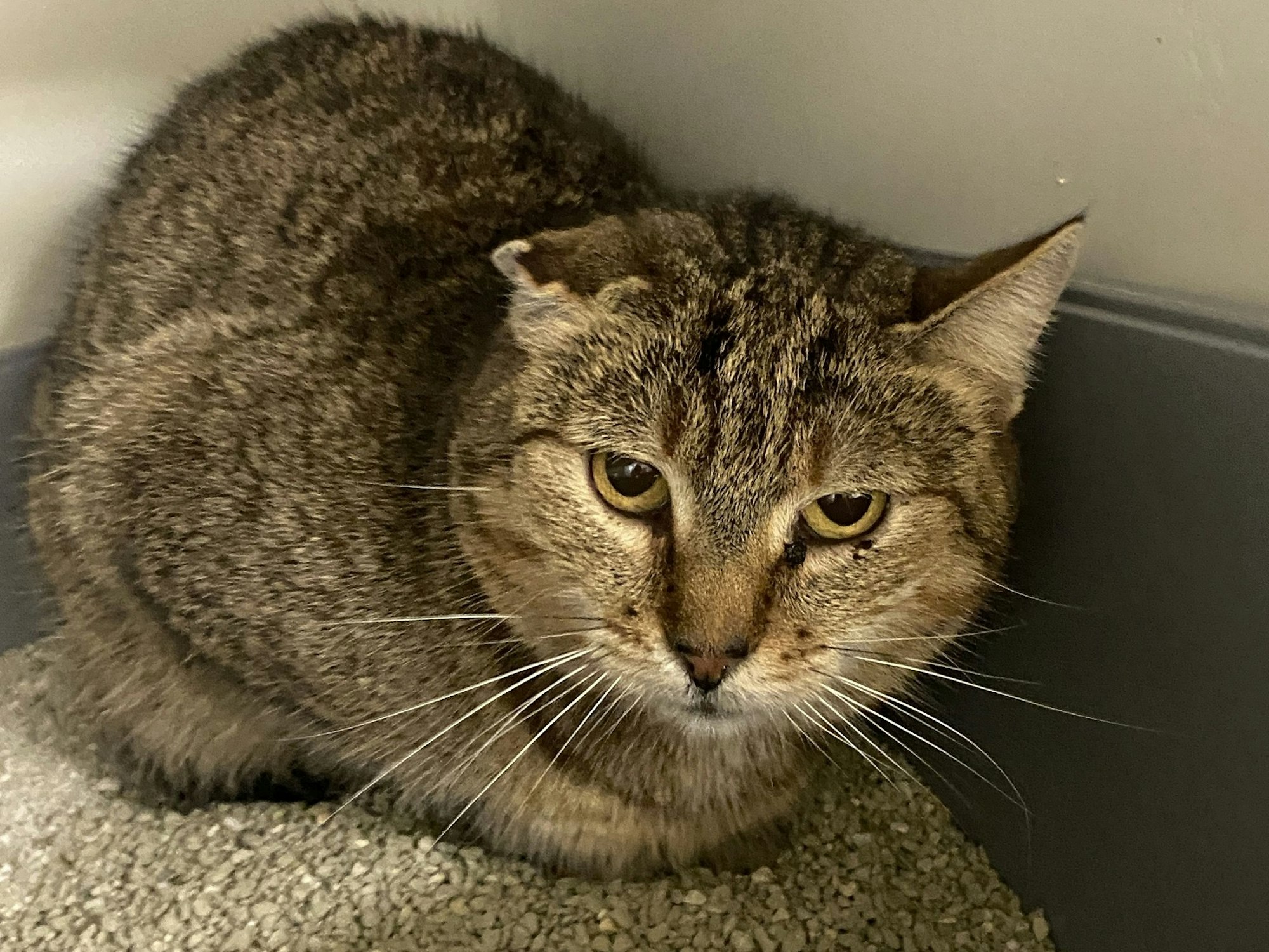 Eine Katze hat sich zusammengerollt.