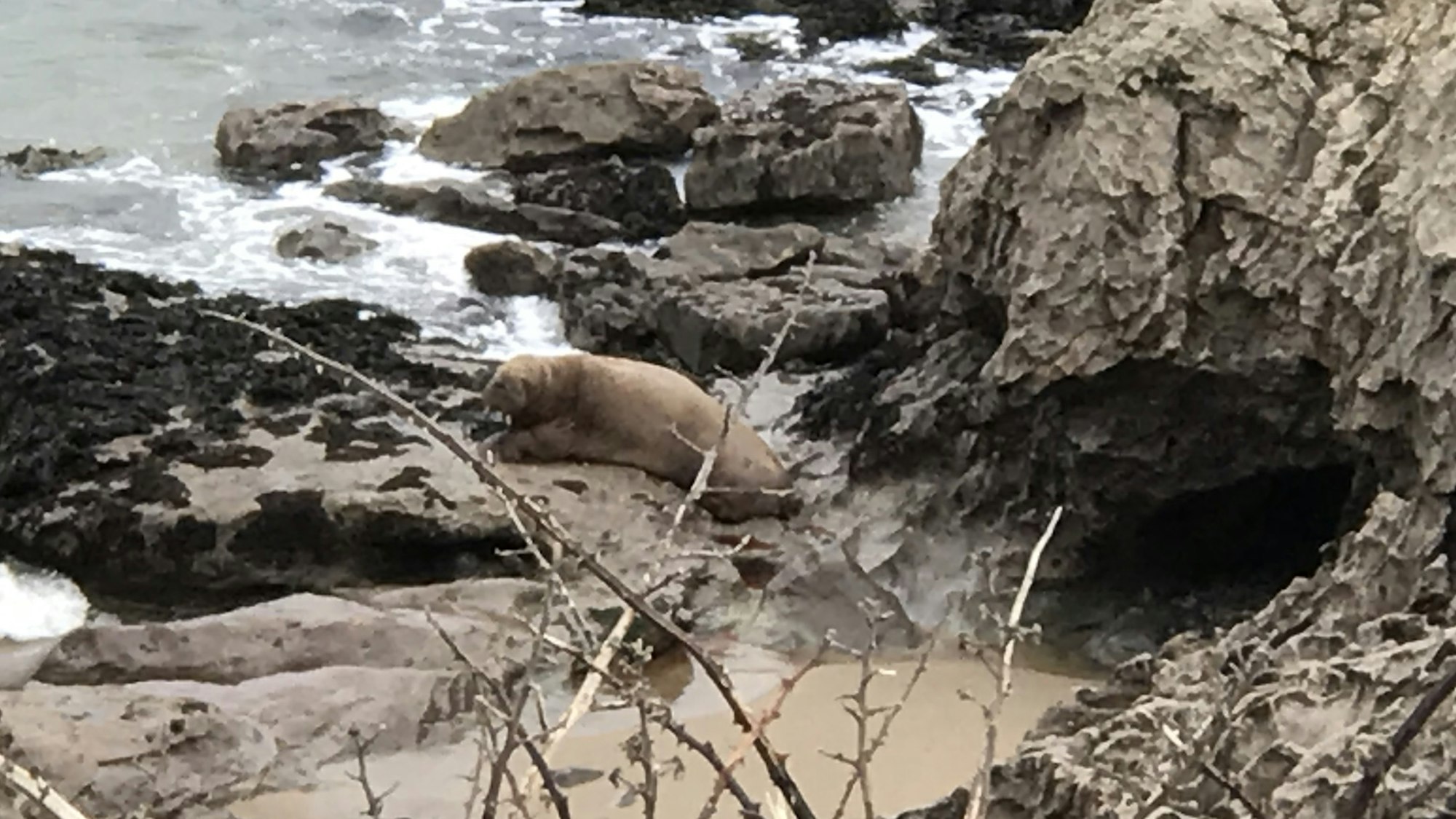 Dieses von der Royal Society for the Prevention of Cruelty to Animals (RSPCA) zur Verfügung gestellte Foto zeigt ein arktisches Walross, das im März 2021 vor der Küste von Pembrokeshire gesichtet wurde.