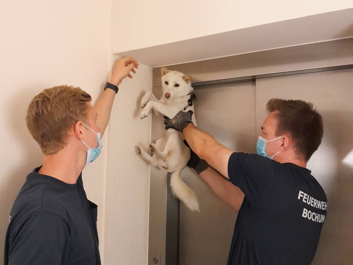 Zwei Feuerwehrmänner befreien am 6. September 2021 an einer Aufzugstür in Bochum einen Hund aus einer misslichen Lage.