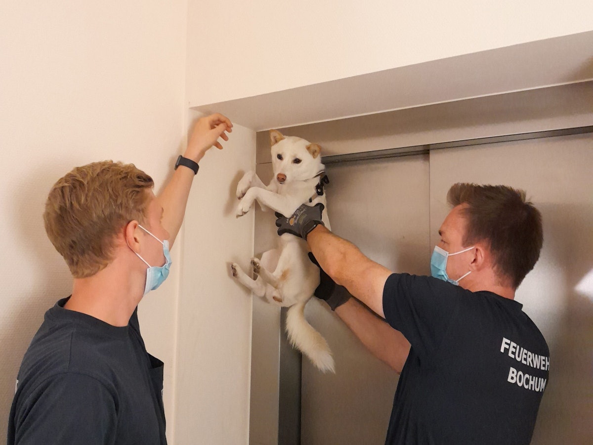 Zwei Feuerwehrmänner befreien am 6. September 2021 an einer Aufzugstür in Bochum einen Hund aus einer misslichen Lage.