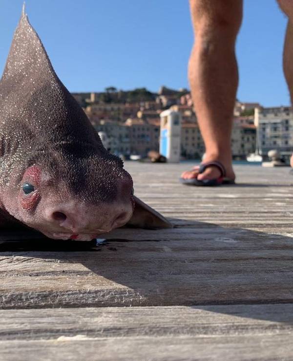 Was für ein Fund: Im Hafenbecken „Darsena Medicea“ in Portoferraio auf der Urlaubs-Insel Elba wurde ein seltenes Exemplar einer Gefleckten Meersau gefunden. Das Foto sorgte für Wirbel im Netz.