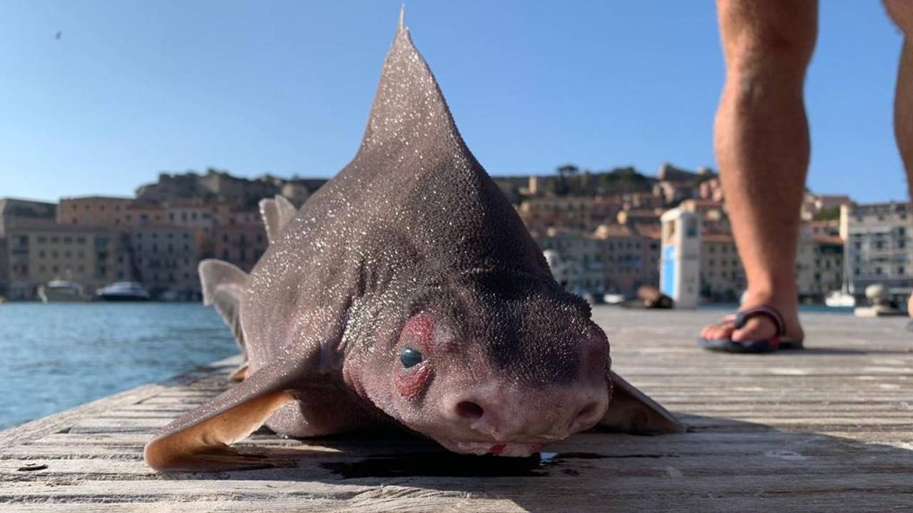 Was für ein Fund: Im Hafenbecken „Darsena Medicea“ in Portoferraio auf der Urlaubs-Insel Elba wurde ein seltenes Exemplar einer Gefleckten Meersau gefunden. Das Foto sorgte für Wirbel im Netz.