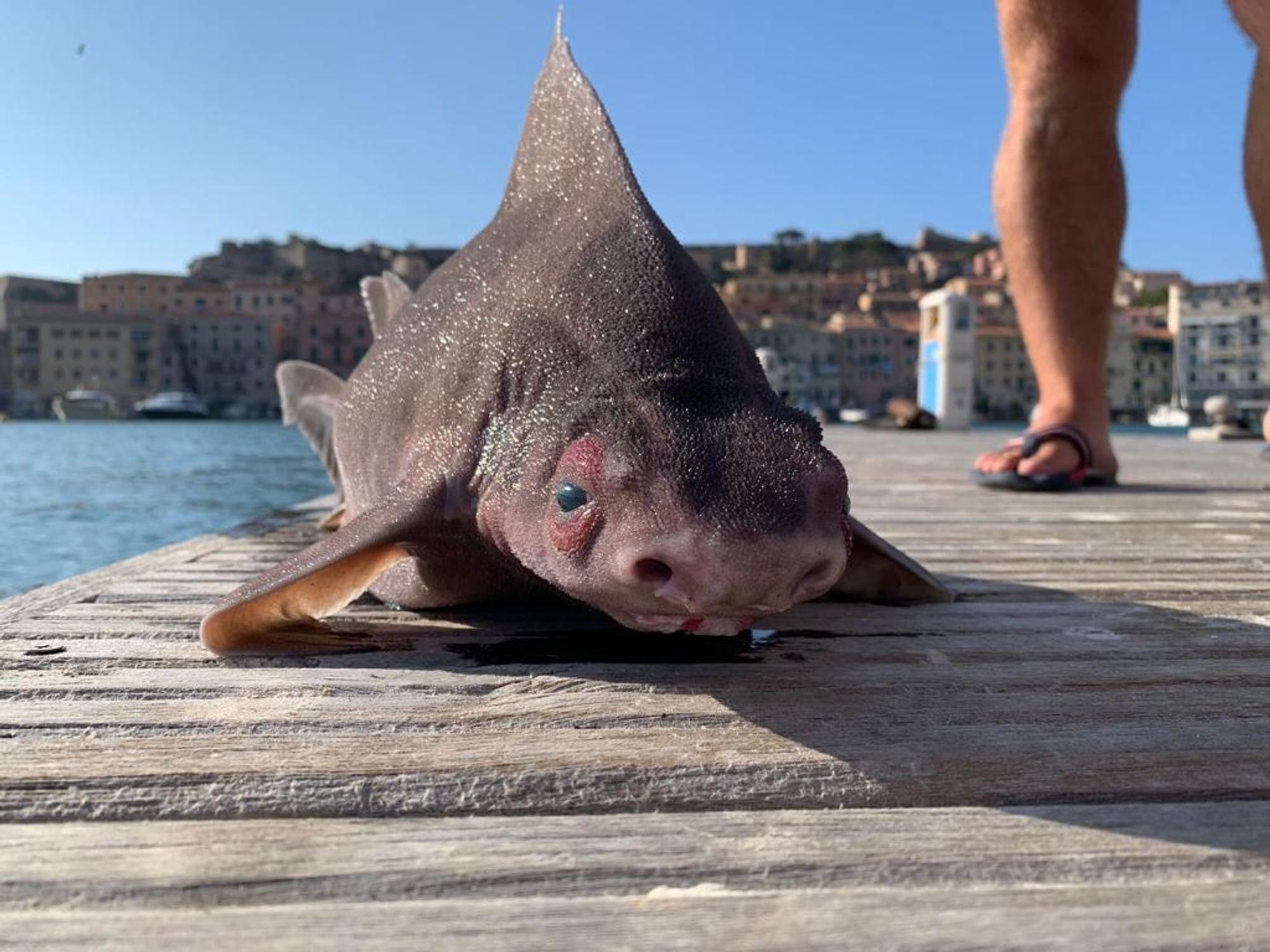 Was für ein Fund: Im Hafenbecken „Darsena Medicea“ in Portoferraio auf der Urlaubs-Insel Elba wurde ein seltenes Exemplar einer Gefleckten Meersau gefunden. Das Foto sorgte für Wirbel im Netz.