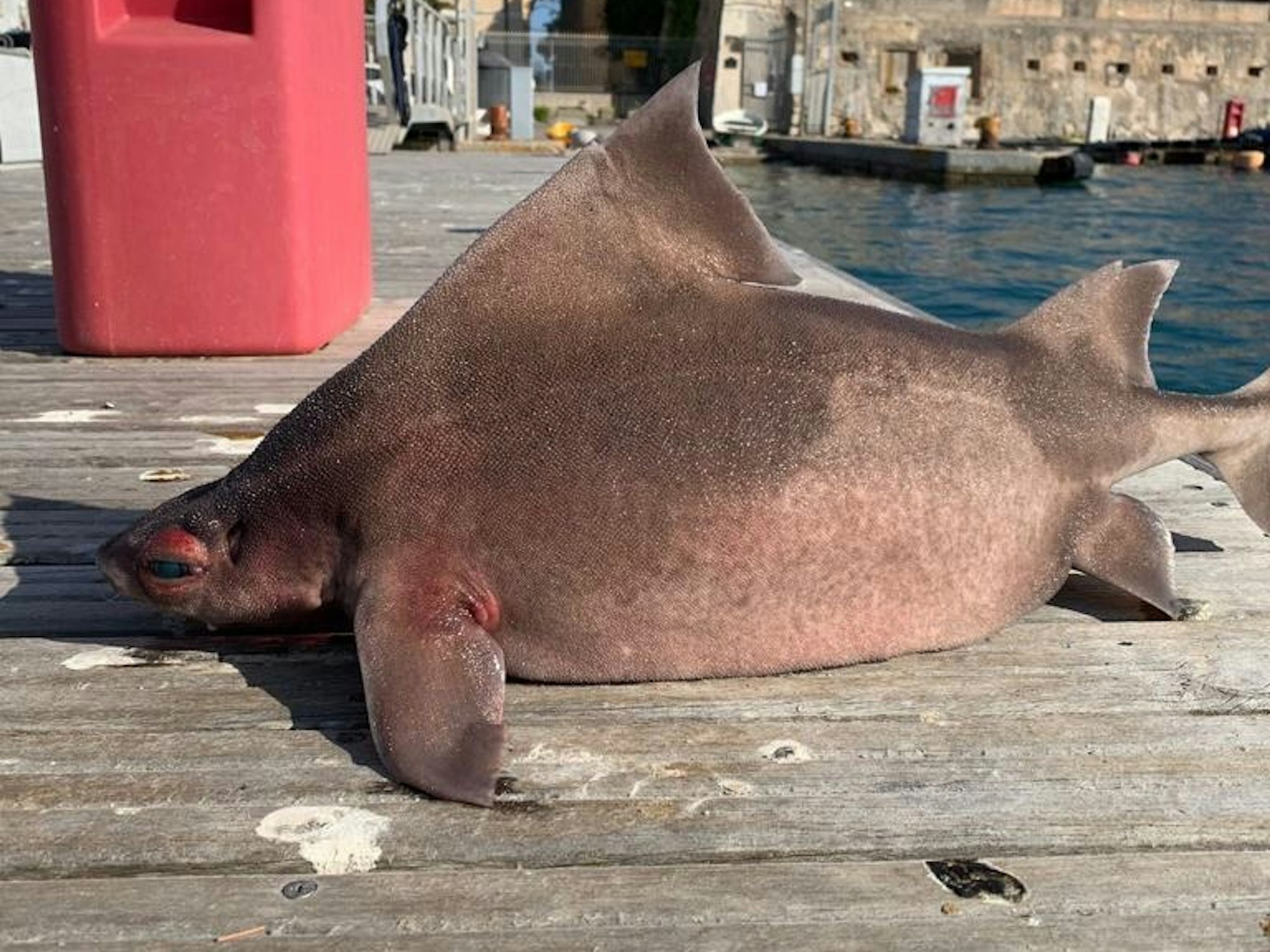 Die Gefleckte Meersau, deren wissenschaftlicher Name „Oxynotus Centrina“ lautet, gehört zu der Gattung der „Schweinshaie“. Sie leben im Ostatlantik und im Schwarzen Meer, sind aber nun, so vermuten Experten, wegen des Klimawandels auch im Mittelmeer zu finden.