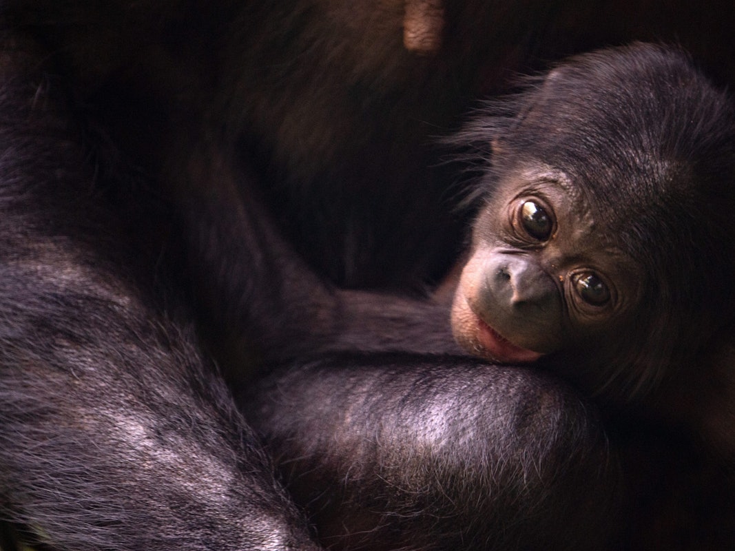 Bonobo-Nachwuchs Kijani macht es sich bei seiner Mutter Gemena bequem.