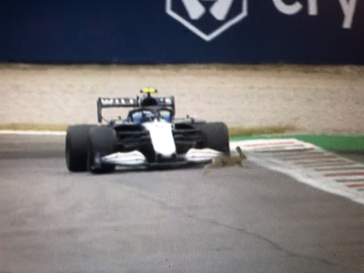 Williams-Schock: Ein Hase hoppelte vor das Auto von Latifi am 10. September 2021 in Monza.
