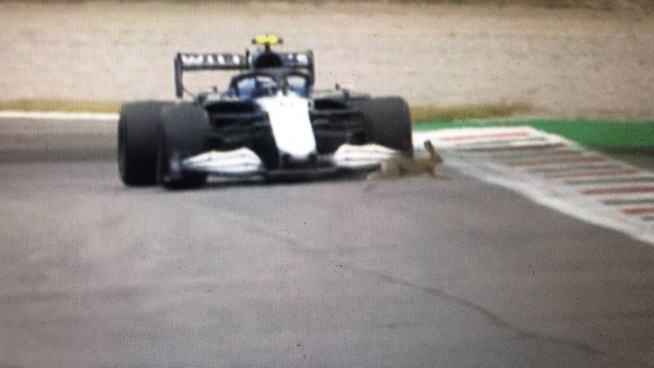 Williams-Schock: Ein Hase hoppelte vor das Auto von Latifi am 10. September 2021 in Monza.