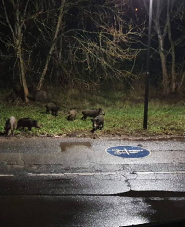 Wildschweine tummeln sich auf einem Grünstreifen nahe eines Fahrradwegs.