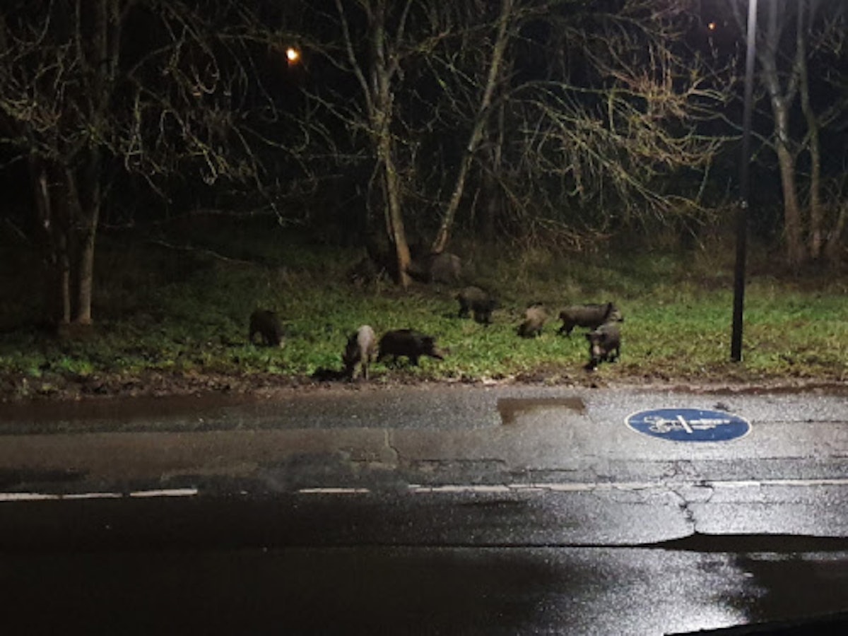 Wildschweine tummeln sich auf einem Grünstreifen nahe eines Fahrradwegs.
