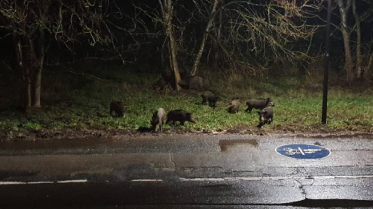 Wildschweine tummeln sich auf einem Grünstreifen nahe eines Fahrradwegs.