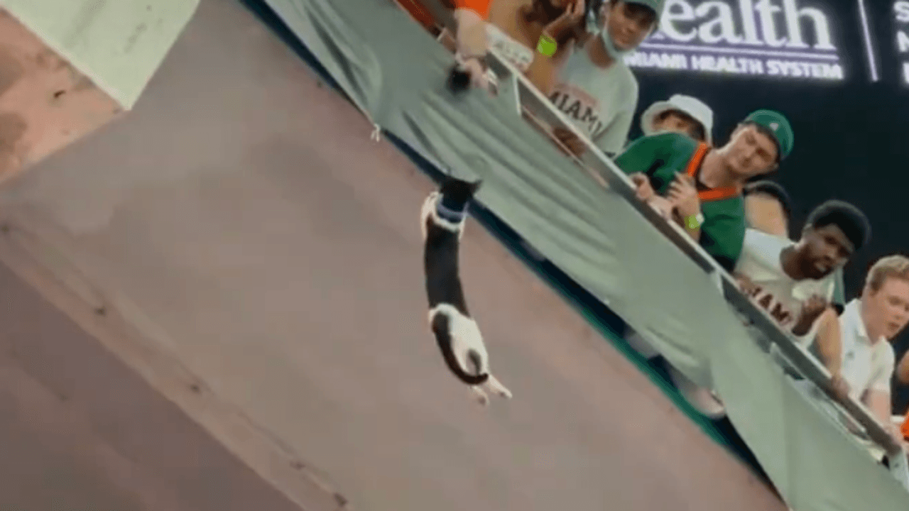 Eine Katze hängt am Oberrang im Footballstadion in Miami