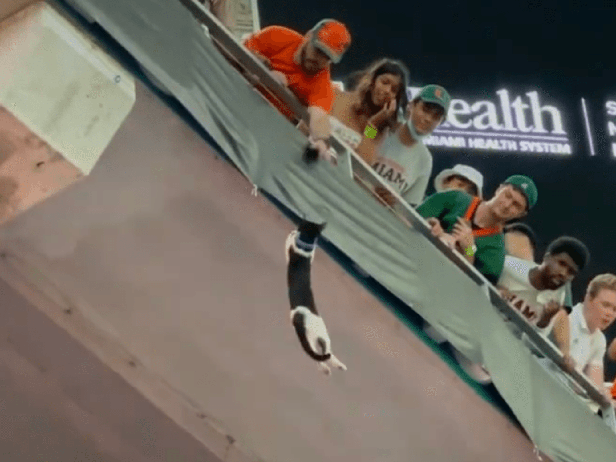 Eine Katze hängt am Oberrang im Footballstadion in Miami