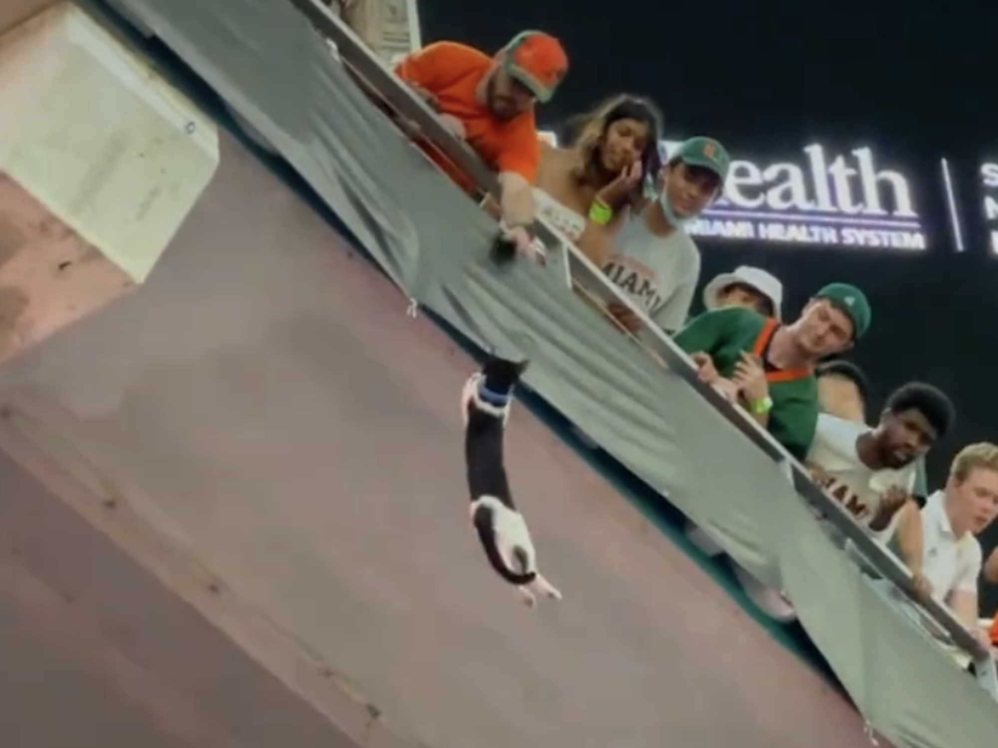 Eine Katze hängt am Oberrang im Footballstadion in Miami