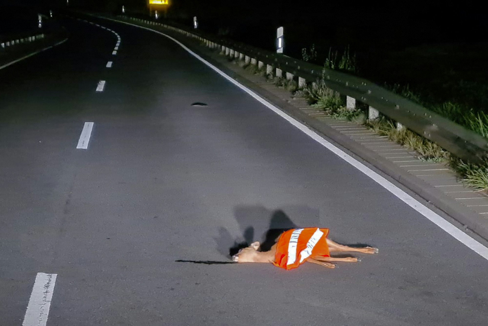 Ein totes Reh liegt auf der Straße bei Fischbachtal-Niedernhausen in der Nähe von Darmstadt. Unbekannte haben eine Warnweste darüber gelegt.