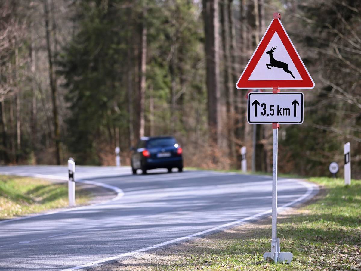 Das Symbolfoto vom September 2021 zeigt eine Straße, an der ein Verkehrsschild auf Wildwechsel hinweist.