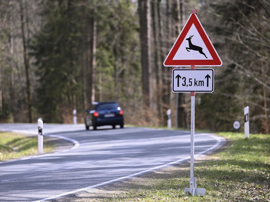Das Symbolfoto vom September 2021 zeigt eine Straße, an der ein Verkehrsschild auf Wildwechsel hinweist.