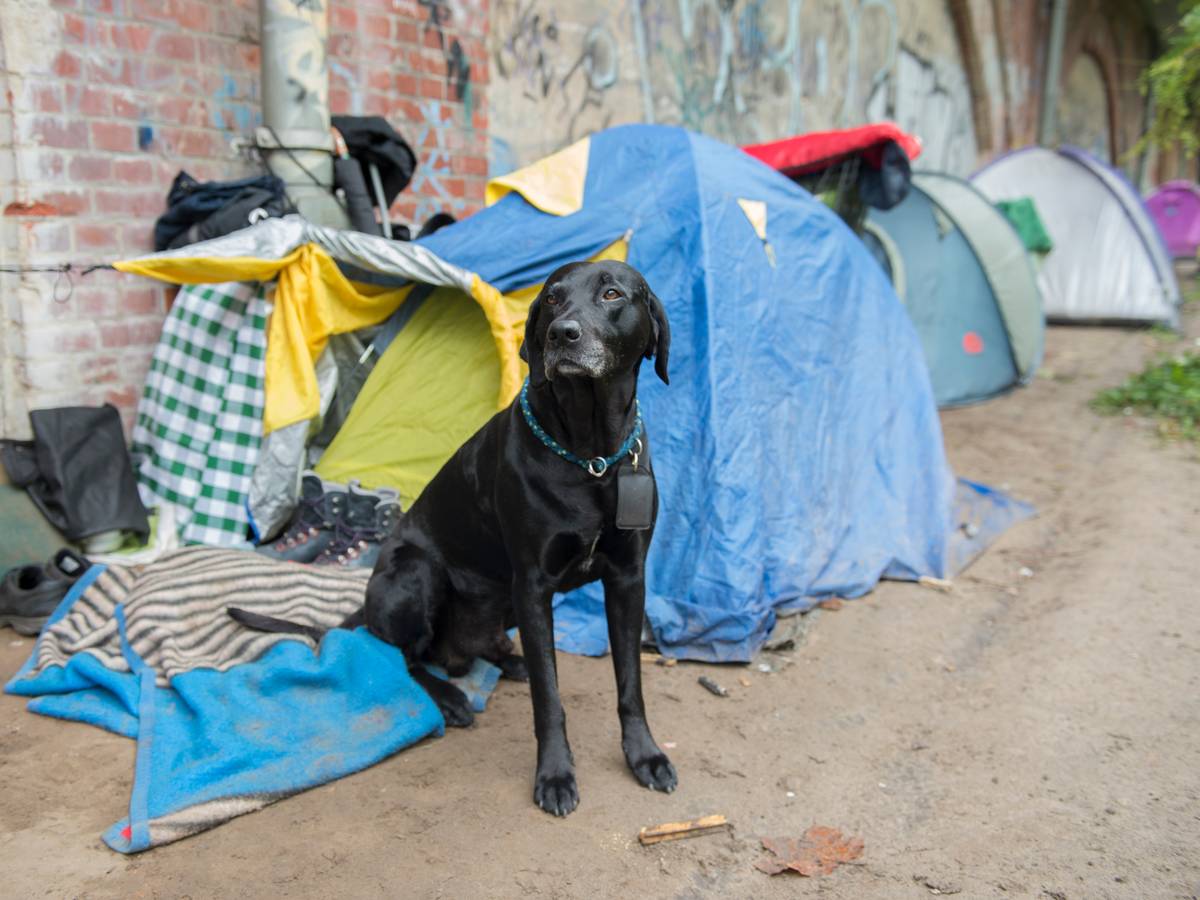 Bei einem Überfall wurde am 10. September 2021 in Essen der Hund eines Obdachlosen gestohlen. Unser Symbolbild von 2017 zeigt Pogo, den Hund eines Berliner Obdachlosen.