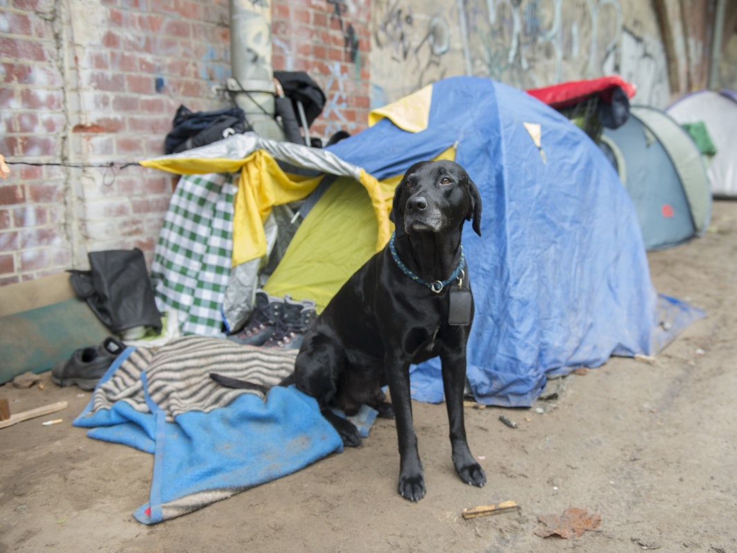 Bei einem Überfall wurde am 10. September 2021 in Essen der Hund eines Obdachlosen gestohlen. Unser Symbolbild von 2017 zeigt Pogo, den Hund eines Berliner Obdachlosen.