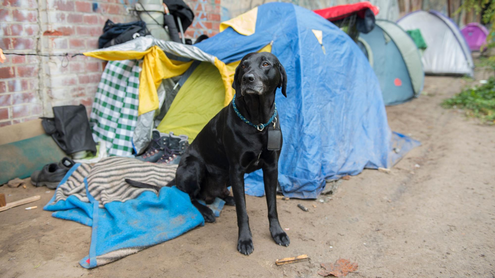 Bei einem Überfall wurde am 10. September 2021 in Essen der Hund eines Obdachlosen gestohlen. Unser Symbolbild von 2017 zeigt Pogo, den Hund eines Berliner Obdachlosen.