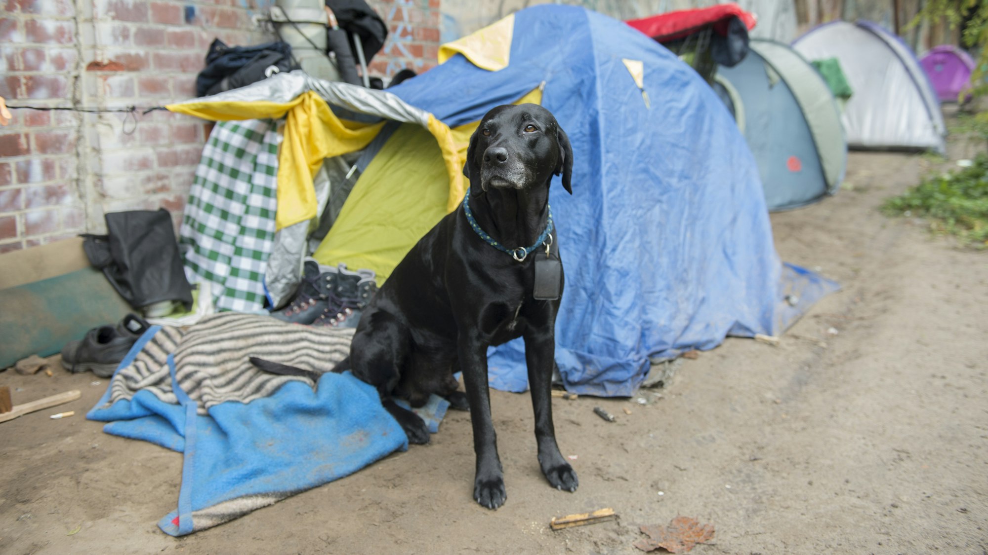 Bei einem Überfall wurde am 10. September 2021 in Essen der Hund eines Obdachlosen gestohlen. Unser Symbolbild von 2017 zeigt Pogo, den Hund eines Berliner Obdachlosen.