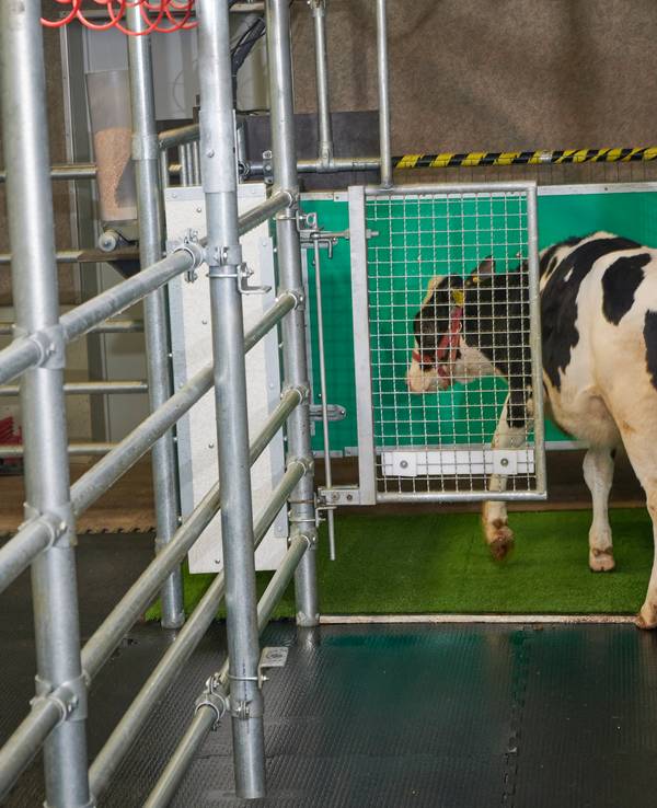 Ein Kalb betritt eine Latrine. Kälber können offenbar darauf trainiert werden, ihren Urin auf einer Art Toilette abzugeben - das soll sowohl dem Klima- als auch dem Umweltschutz dienen.